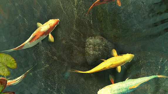3d koi fish wallpaper