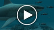 planet earth sharks 3d